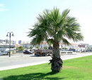 Palm Washingtonia